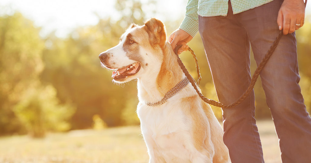 Private Dog Training Lessons in Green Bay Appleton Wisconsin