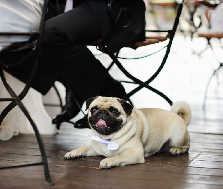 Board & Train Dog Training Green Bay Appleton Wisconsin